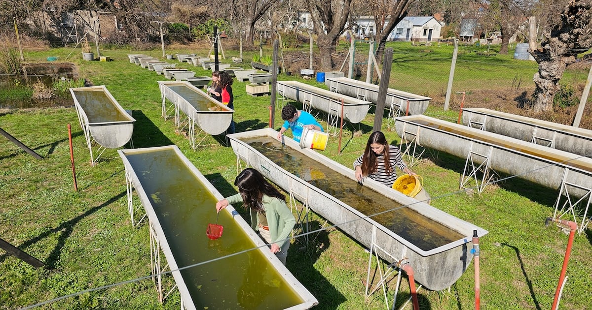 Veinte mil aliados con escamas: cómo dos peces nativos se convirtieron en una herramienta contra el dengue