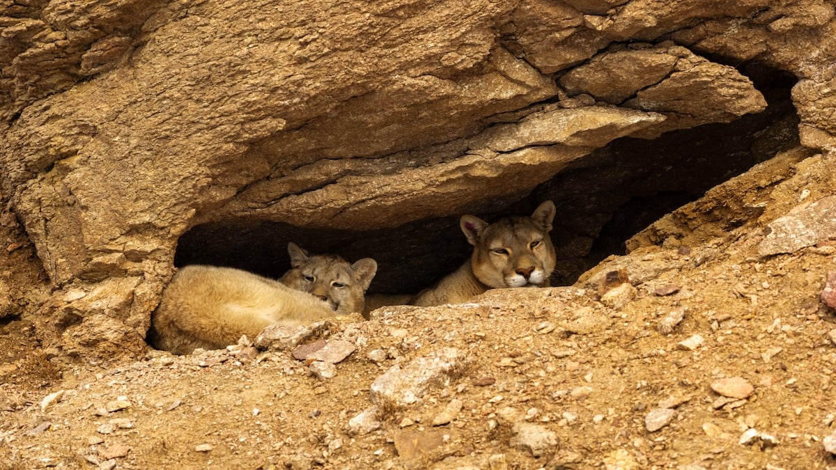Rastros en la nieve: la ruta del puma por la estepa que se organiza desde Perito Moreno
