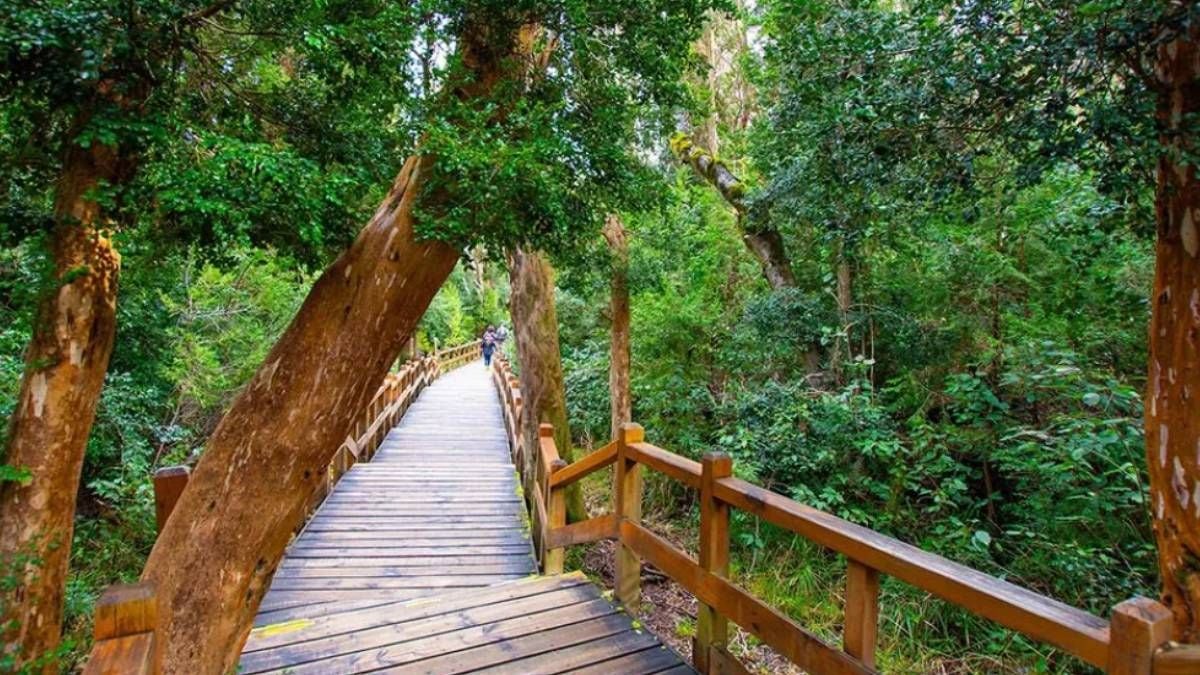 El Bosque de Arrayanes de Quetrihué: una joya de 1.950 hectáreas sobre el Nahuel Huapi donde el tiempo se mide en cortezas canela