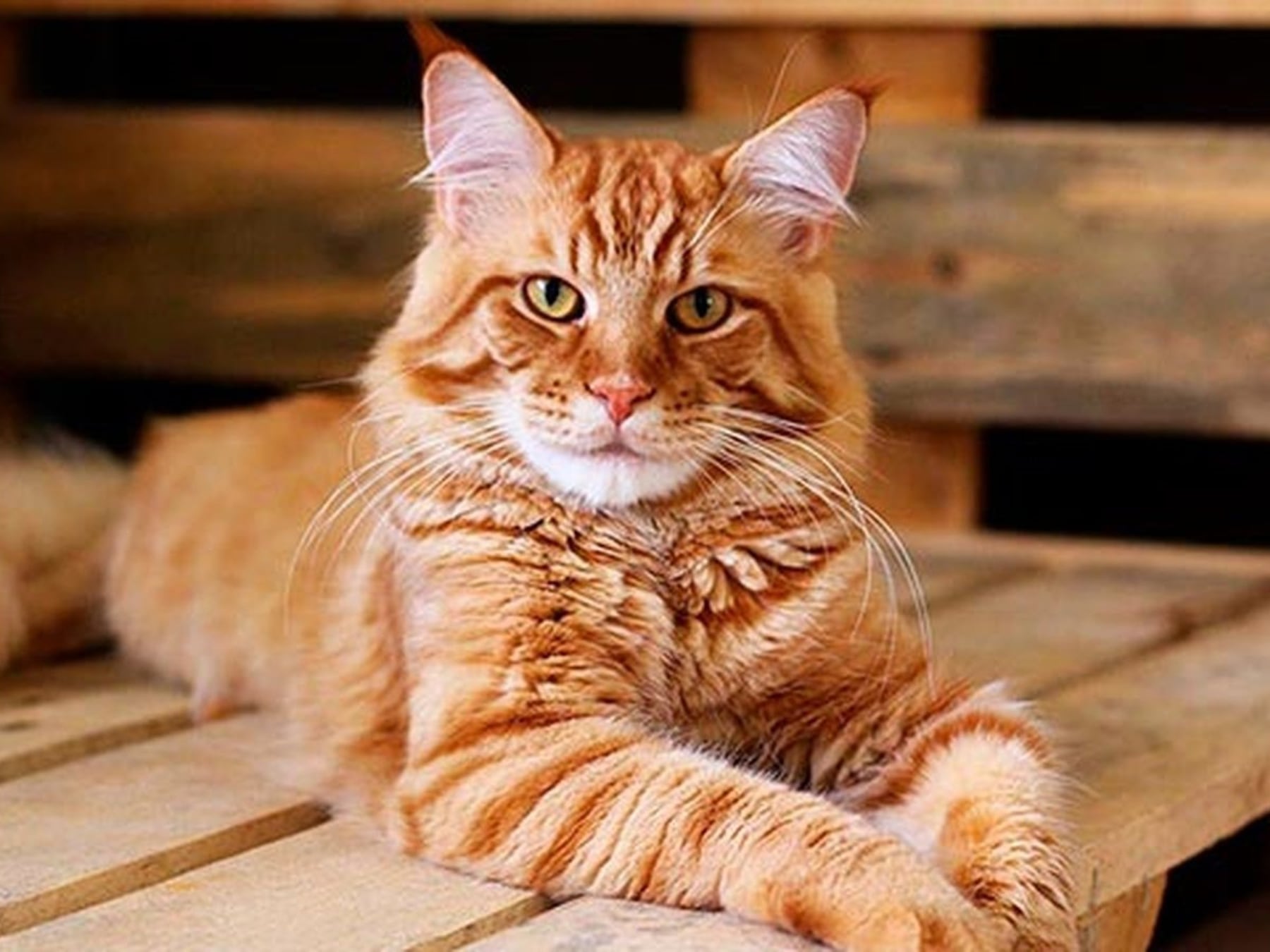 Gatos en las alturas: cómo se construye la vida cotidiana en un departamento con un felino