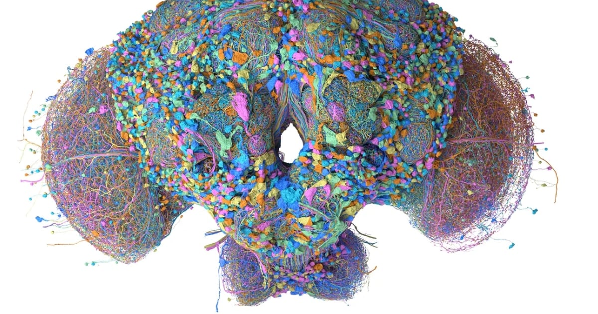 El cerebro de una mosca que clasifica mails y juega al Doom: lo que se sabe y lo que todavía no