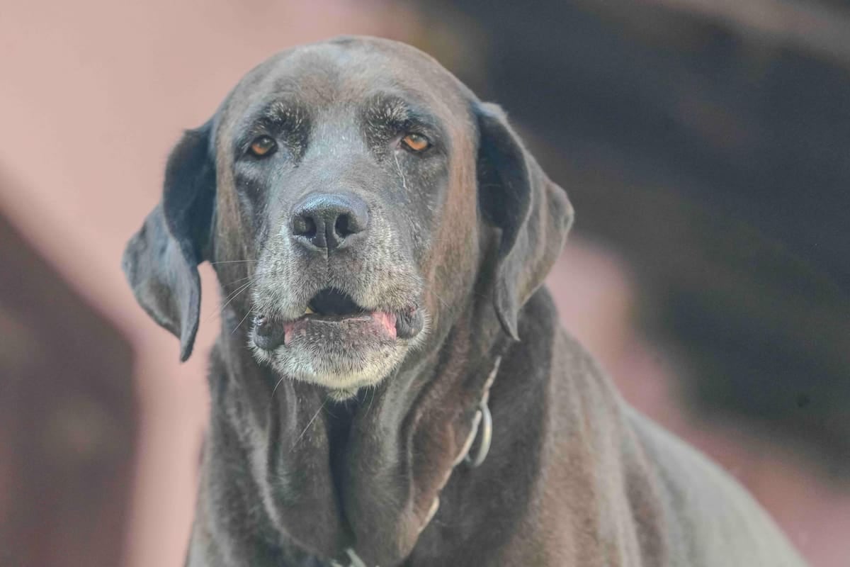El Chaltén pone precio a las mascotas: el registro se paga en litros de nafta y la patente anual se mantiene más barata