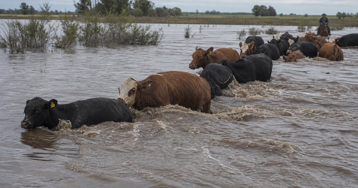 La bajante del Paraná golpea a la hacienda correntina y empuja los valores en Cañuelas
