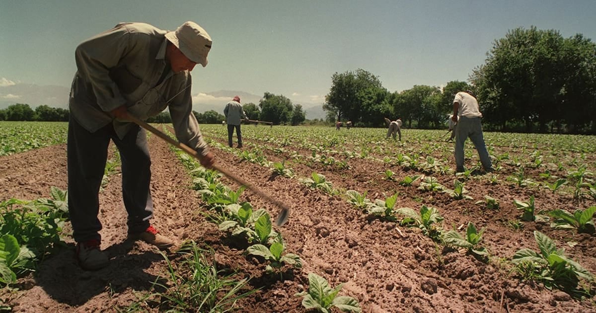 Asignaciones familiares rurales: el piso equivalente a la AUH se prorroga por doce meses y mantiene la compatibilidad con planes sociales