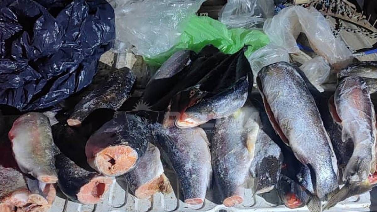 La previa de la pesca en Neuquén: dos embalses abiertos, controles firmes sobre la ruta 237 y un cupo que pocos respetan