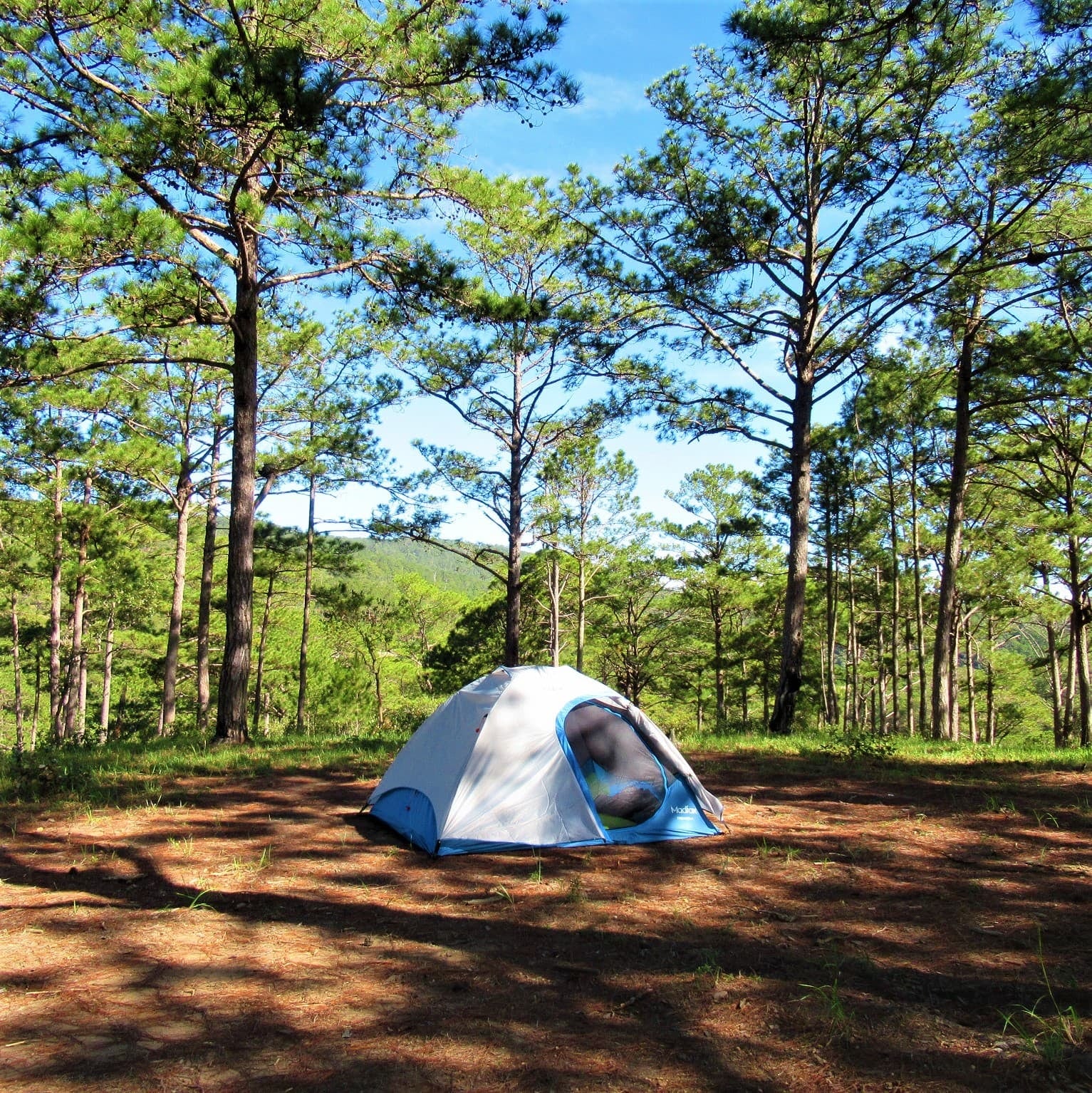 Huttopia eligió un pinar de 55 hectáreas en Mar Azul para desembarcar en la región y proyecta abrir cuatro campings en parques nacionales antes de 2030